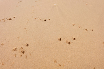 ocean sand with traces of gulls on the beach