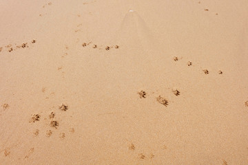 ocean sand with traces of gulls on the beach