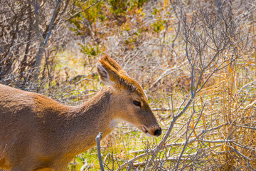 Outdoor view of deer standing by long grass in fire island in Long island