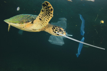Plastic garbage dumped in ocean. Threats to marine life. Sea Turtle eats straws and bags, mistaking...