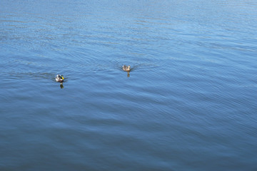 Pair of wild duck floats on water surface in mating season at April