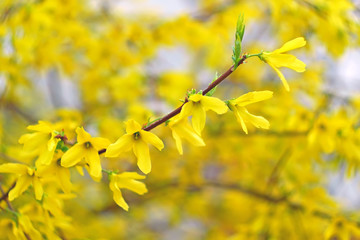 Forsythia many yellow flowers blossoming in April, artwork background close-up 