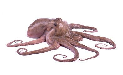 Fresh octopus isolated on white background. Fresh octopus tentacles isolated. © vandycandy