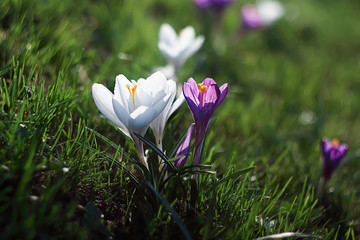group of white and purple crocuses on the bright green grass background, close up