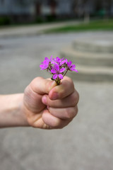 Hand gives a wild flower with love .
