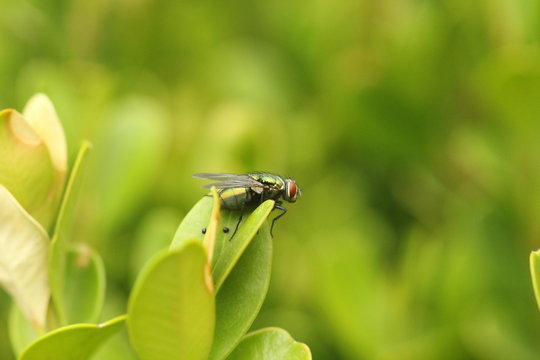 Mosca 