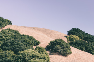 Californian meadow 