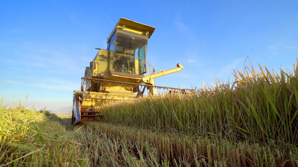 Harvesting rice. Combine collecting the crops, cinematic steadicam shot