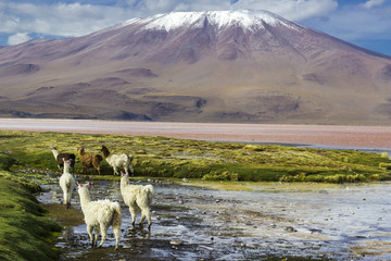 Colorada Lagoon in the way to Uyuni Saltflats is an amazing representation of the andean typical...