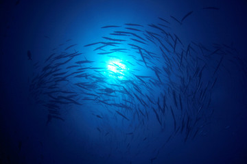 Fototapeta na wymiar Fish school Barracuda