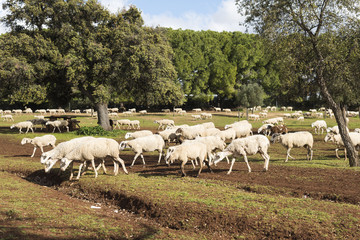 Reba&ntilde;o de ovejas pastando entre los arboles
