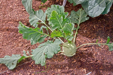 Organic Kohlrabi