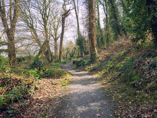 Fototapeta na wymiar Spring forest park,Northern Ireland