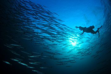 Scuba diving with school Barracuda fish   