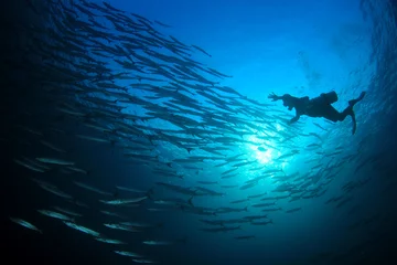 Selbstklebende Fototapeten Tauchen mit Barrakuda-Schulfischen © Richard Carey