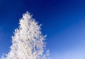 Fototapeta na wymiar Birch in snow and frost on a background of blue sky in the form of a Christmas tree