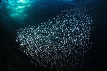 Sardines fish