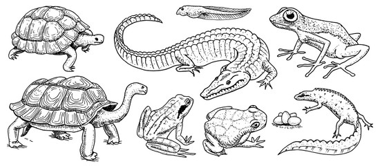 Obraz premium Crocodile and turtle. Reptiles and amphibians set. Pet and tropical animals. Wildlife and Frogs, lizard and turtle, chameleon and anuran Engraved hand drawn in old vintage sketch. Vector illustration.