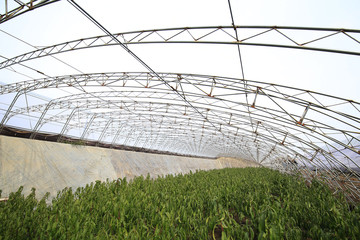 Greenhouse, outdoors