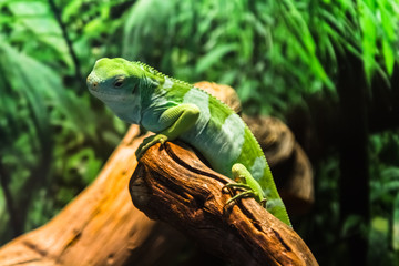 green iguana lizard on a branch