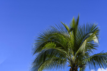 Fototapeta na wymiar Palm tree top against blue sky