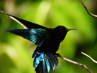L'envol du Colibri madère