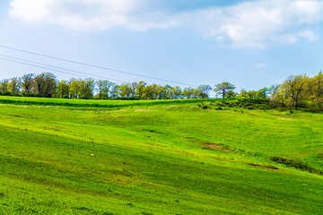 Landscape green grass on sky background, blue sky on horizon, spring green grass