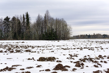 plowed field with melting snow in early spring, in the distance a grove and a flock of returning...