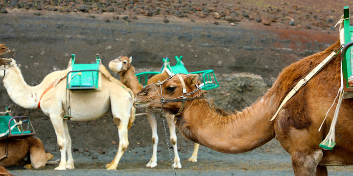 Camels with muzzle resting and waiting for tourists to arrive for camel rides in desert of Timanfaya Park, Lanzarote, Spain