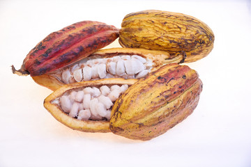 criollo variety cocoa fruit