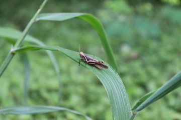 Grasshopper