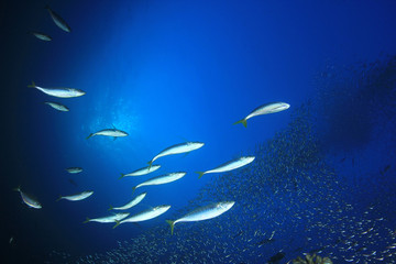 Mackerel and sardines fish underwater in ocean