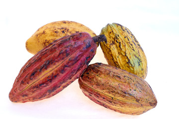 criollo variety cocoa fruit