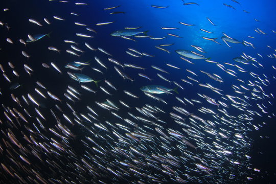 Sardines, mackerel and tuna fish underwater in ocean