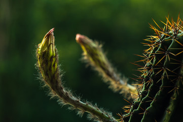 Cactus echinopsis tubiflora