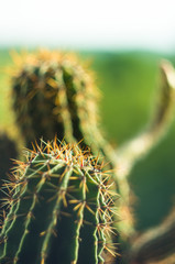Cactus echinopsis tubiflora