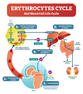 Red blood cell - erythrocytes life cycle and circulation scheme in human body vector illustration. Biological anatomy diagram.