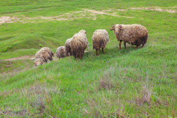 sheep on green hill