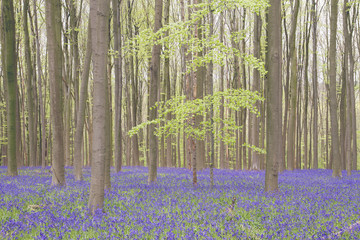 Obraz na płótnie Canvas Bluebells and beech trees in Hallerbos