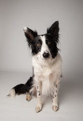 Border collie in studio