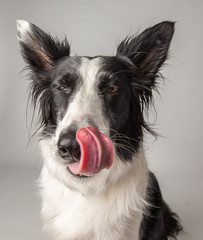 Border collie licking nose