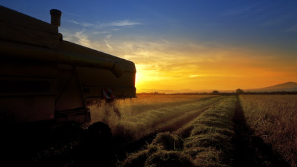 Fototapeta premium Combine harvester gathers the wheat crop at sunset