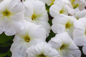 Macro shot of blooming white petunia flowers, close up