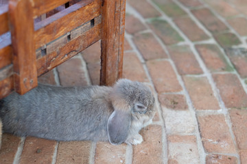 little cute rabbit in farm