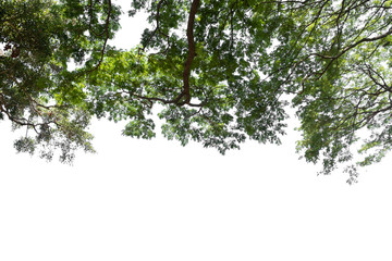 Fototapeta premium beautiful tree and leaf texture bachground on white and a free space