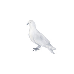 Fototapeta na wymiar Pigeon clip art digital drawing watercolor bird fly flowers illustration similar on white background