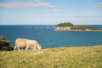 Two sheep eating grass next to the ocean in New Zealand. 