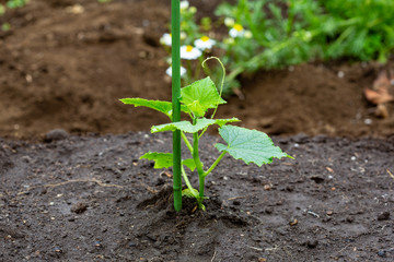 家庭菜園でキュウリの苗植え　苗を支柱で支える　日本　夏野菜