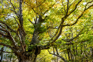 Yalta mountain forest natural reserve. Forest on Mount Ai-Petri. The south coast of Crimea
