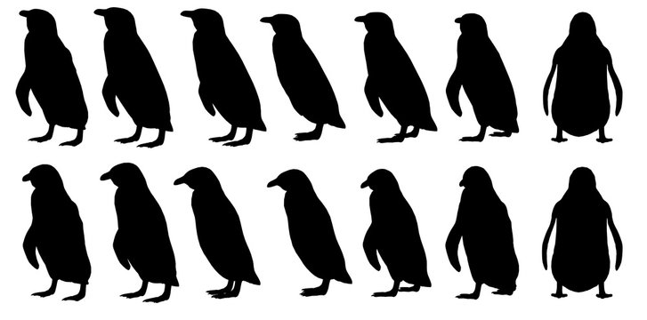6 Best ペンギンコロニー Images Stock Photos Vectors Adobe Stock
